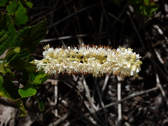 {Clethra alnifolia}